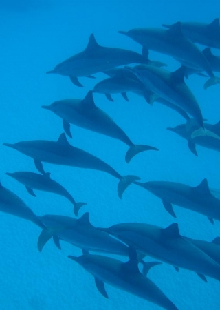  Delfines en el Mar Rojo 